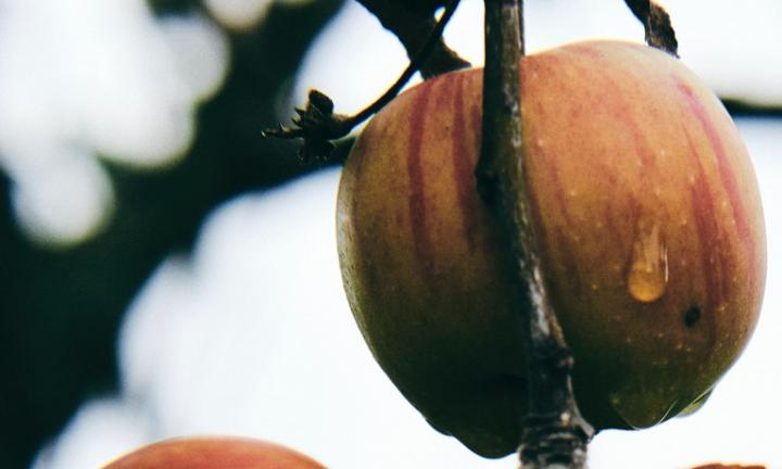 Apple on branch Photo by Julian Kirschner from Pexels