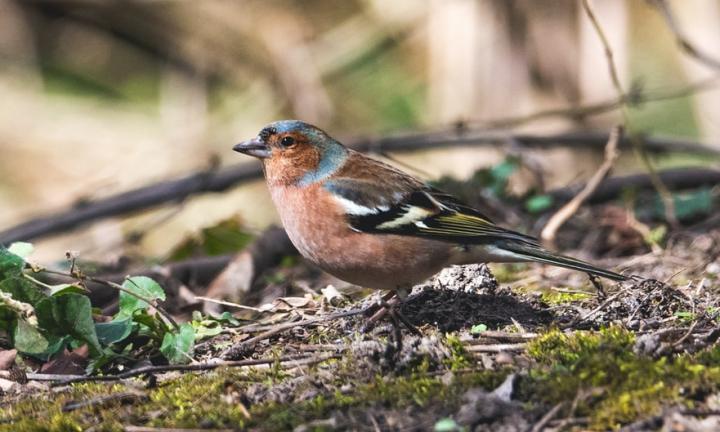 "At 50" by Rachel K. Martin, photo of bird on the ground