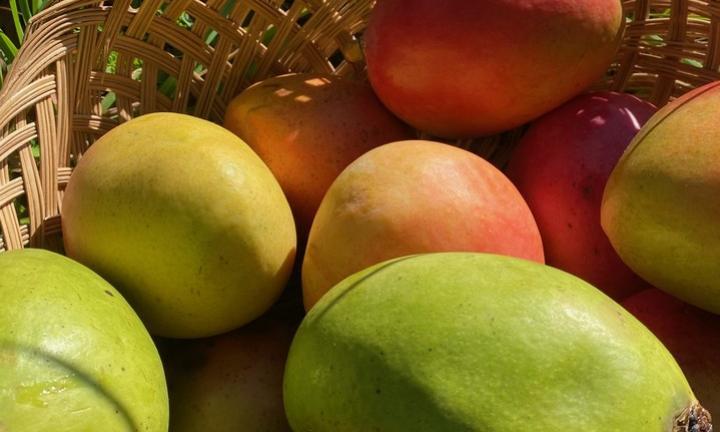 a woven basket with green and red mangos