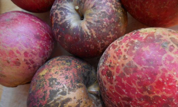 red apples by Wuerzele