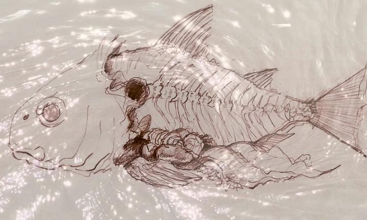drawing of a fish in the process of being cleaned