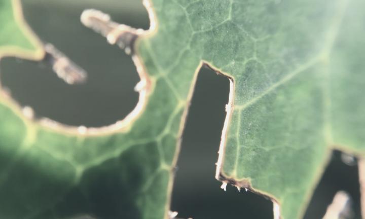 Letters S L and A cut out of a green leaf