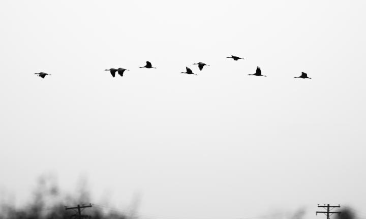 Cranes Overhead by Stacy Brand 