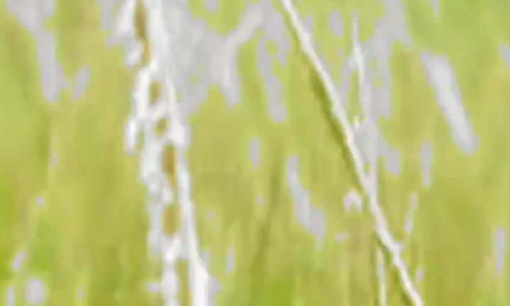 extreme close-up of tall grass