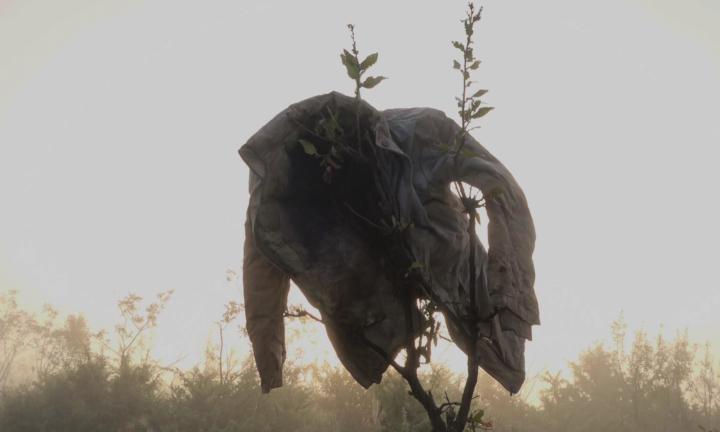 jacket resting on top of a thin tree