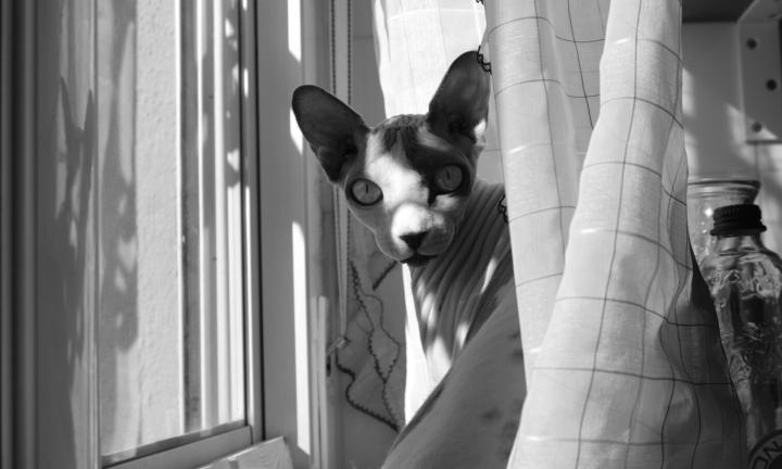 hairless cat in a window looking at you