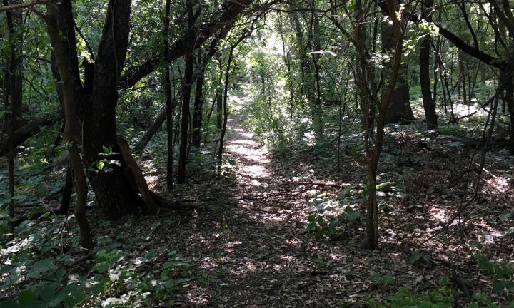 woods with sunlight