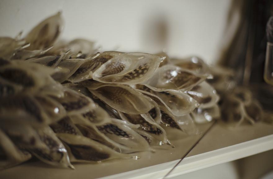  Photo credit: Jennifer Bastian